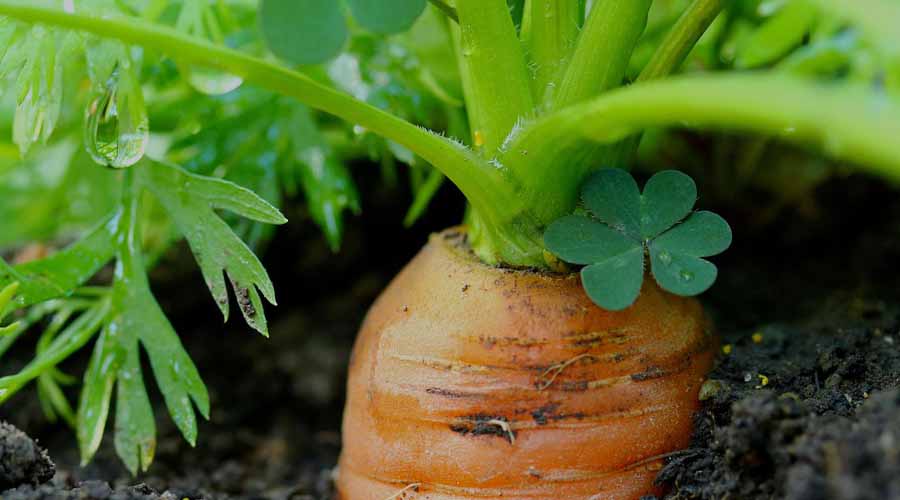 Carrot Companion Plants