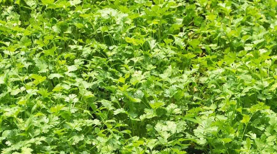 Cilantro Companion Plants 