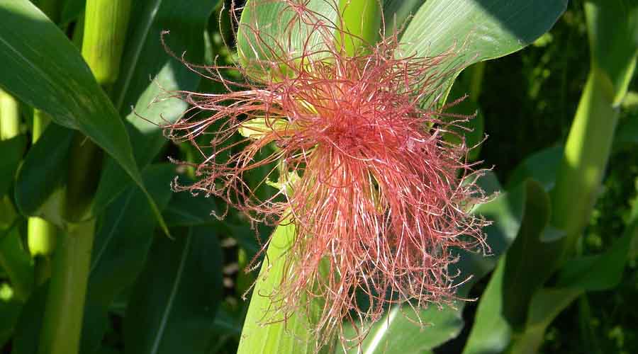 Corn Companion Plants