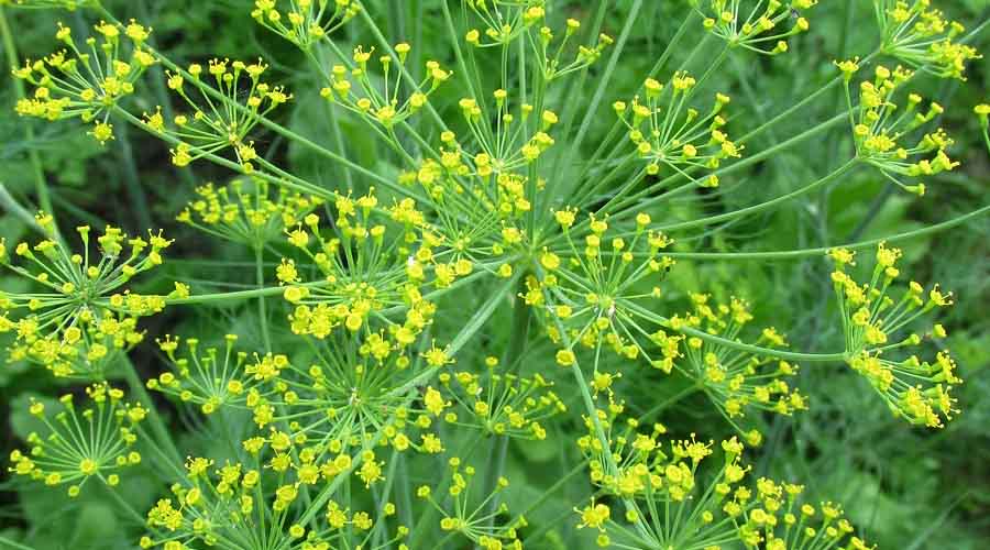 Dill Companion Plants