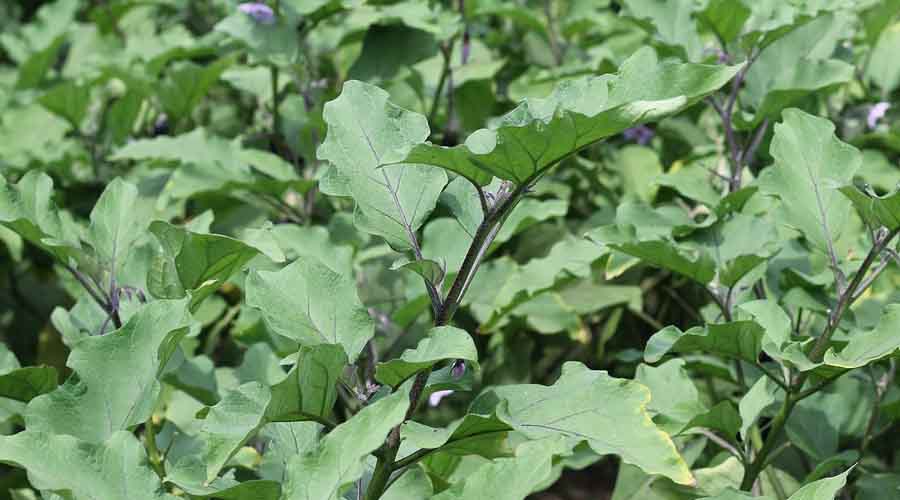 Eggplant Companion Plants