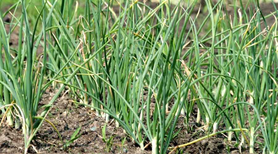 Garlic Companion Plants