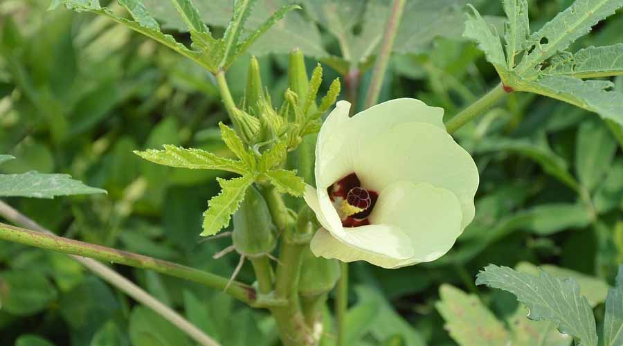 Okra Companion Plants