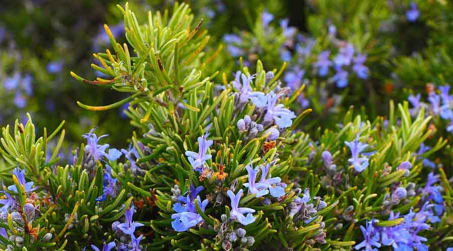 Rosemary Companion Plants 