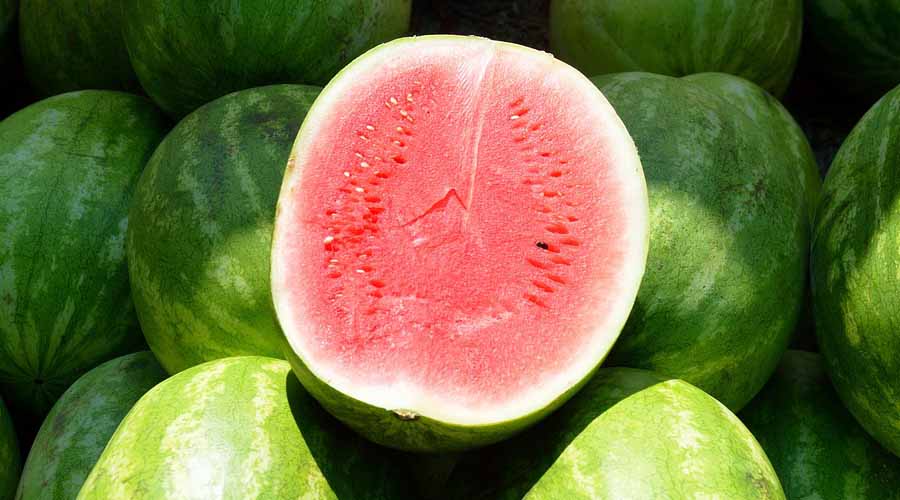 Watermelon Companion Plants