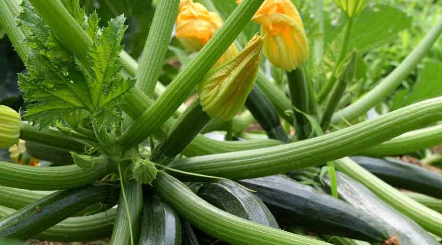 squash companion plants