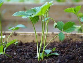 Strawberry companion plants