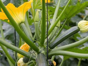 Zucchini Companion Plants