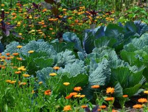 Cabbage Companion Plants