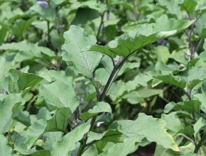 Eggplant Companion Plants