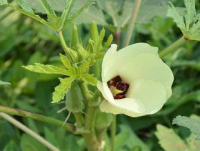 Okra Companion Plants