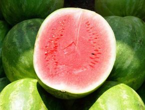 Watermelon Companion Plants